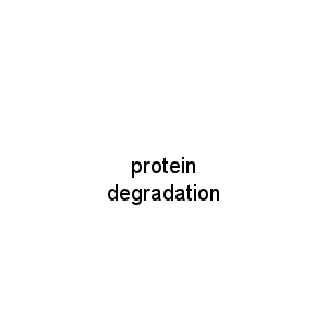protein degradation